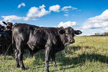 Vacas Brangus en un campo en Santa Fe, Argentina