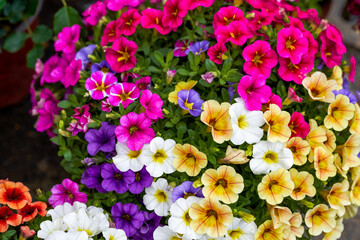 Close-up of a beautiful blooming colorful pansy