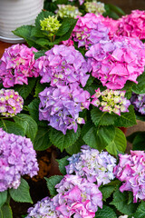 Close-up of a beautiful blooming colorful hydrangea