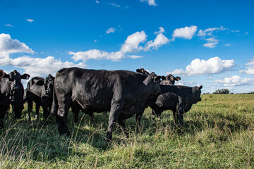 Vacas Brangus en un campo en Santa Fe, Argentina