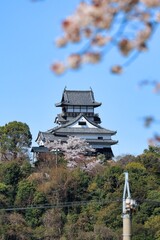 Naklejka premium 青空と綺麗に咲いた満開の桜と国宝犬山城