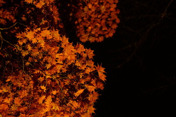 夜の紅葉