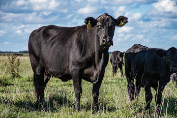 Vacas Brangus en un campo en Santa Fe, Argentina