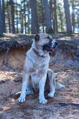 Naklejka premium Central Asian sheepdog, Asian Shepherd puppie in the forest