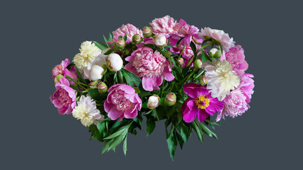 beautiful peonies. bouquet composition of fresh pink and white peonies isolated grey. large and small peony buds for holiday design