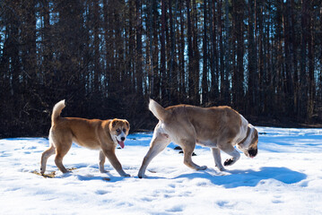 Central Asian sheepdog, Asian Shepherd puppie with mum in winter day