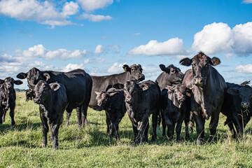 Vacas Brangus en un campo en Santa Fe, Argentina