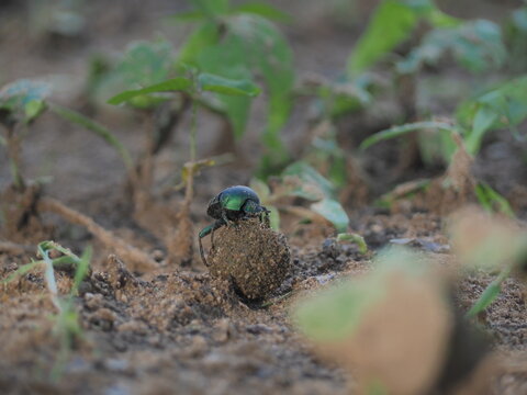 Dung beetle, africa
Scarabaeus satyrus