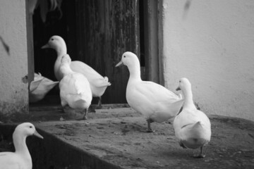 Black and white image of flock of Peking ducks going into old farm building.before sunset