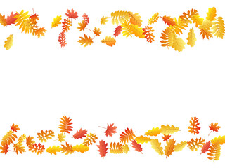 Oak, maple, wild ash rowan leaves vector, autumn foliage on white background.
