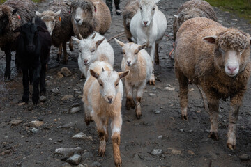 Primer plano de un pequeño rebaño de cabras y ovejas caminando por la carretera de montaña durante el día