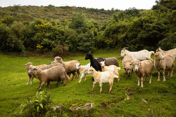 Obraz premium Pequeño rebaño de cabras y ovejas pastando en la hierba verde en el campo durante el día