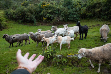 Obraz premium Hermosa toma de una mano apuntando a un rebaño de ovejas, cabra Saanen Ouessant ovejas en pastizales