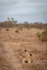 Lioness laying in the African savanna.