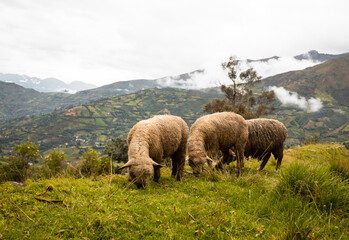 Fototapeta premium Pequeño rebaño de ovejas pastando en la hierba verde en el prado de la montaña durante el día