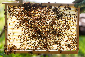 Observation à contre-jour d'un cadre de ruche avec une feuille de cire neuve, recouvert d'abeilles