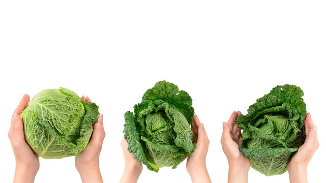 Green cabbage isolated on white background. In woman hands.
