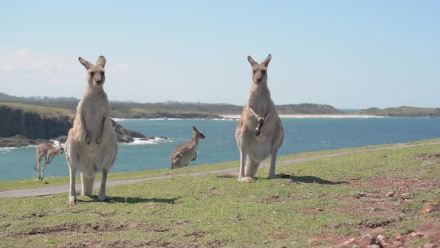 Group of Grey Kangaroos in a Green Meadow Whit Ocean as Background in Queensland, Australia