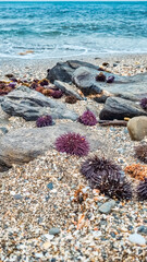 sea urchins on the beach
