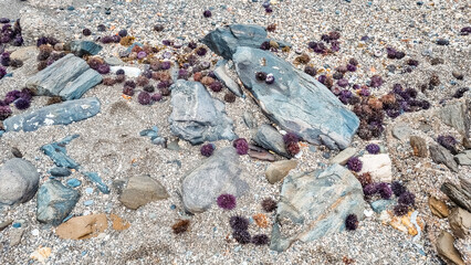 sea urchins on the sand
