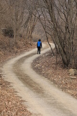 Obraz premium walk in the woods