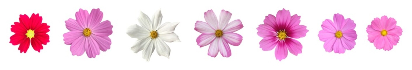isolated cosmos flower, gerbera flower, hibiscus rosa-sinensis flower and sunflower with clipping paths.