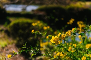yellow flowers in the forest