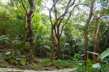 Fototapeta na wymiar 熱帯樹林