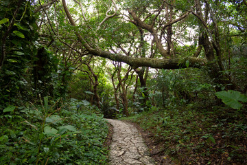 熱帯樹林の中の道
