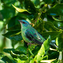 The blue dacnis (dacnis cayana) or turquoise honeycreeper in the Atlantic Forest, Brazil