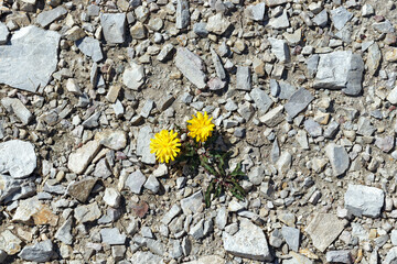 Close up of blooming small yellow alpine mountain flower, Dolomites, Tyrol, Italy, Europe