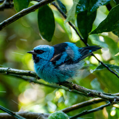 The blue dacnis (dacnis cayana) or turquoise honeycreeper in the Atlantic Forest, Brazil