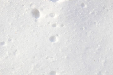 White textured background of snow