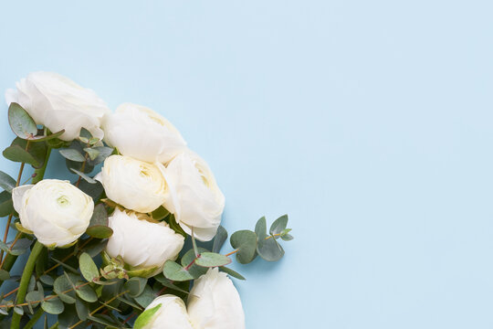 Bunch of white ranunculus flowers on blue background. Mothers Day, Valentines Day, birthday concept