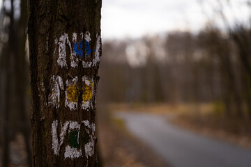 oznakowanie szlaku trekkingowego na drzewie - obrazy, fototapety, plakaty