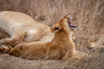 Lion cub yawning while laying.