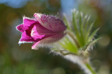 Pasque Flower in the morning light and bokeh background