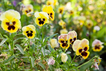 Flowers pansies bright yellow colors with a dark mid-closeup. Closeup Shot at A Group of Yellow Pansy, Viola, or Violet. Selective Focus for Background,