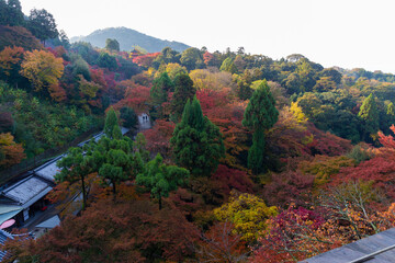 紅葉した京都