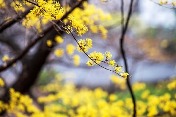 산수유