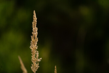 źdźbło trawy przed lasem © Kacper