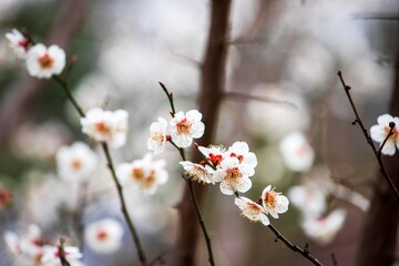 매화