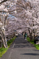 桜トンネル