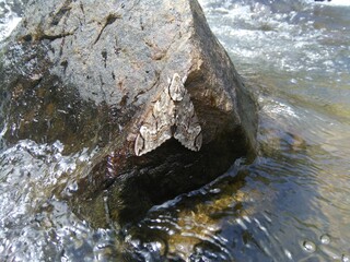 Fly in the riverside rock