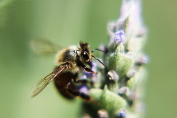 abeja