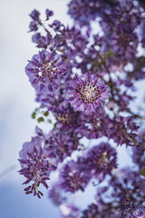 Wisteria, glicina, glicinia