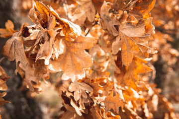 dry brown leaves of a spruce