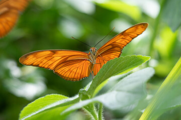 butterfly on a flower