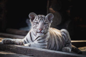 Kitten of white tiger