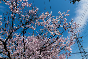 桜
